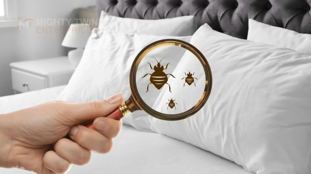Bed Bug Extermination Islamabad
